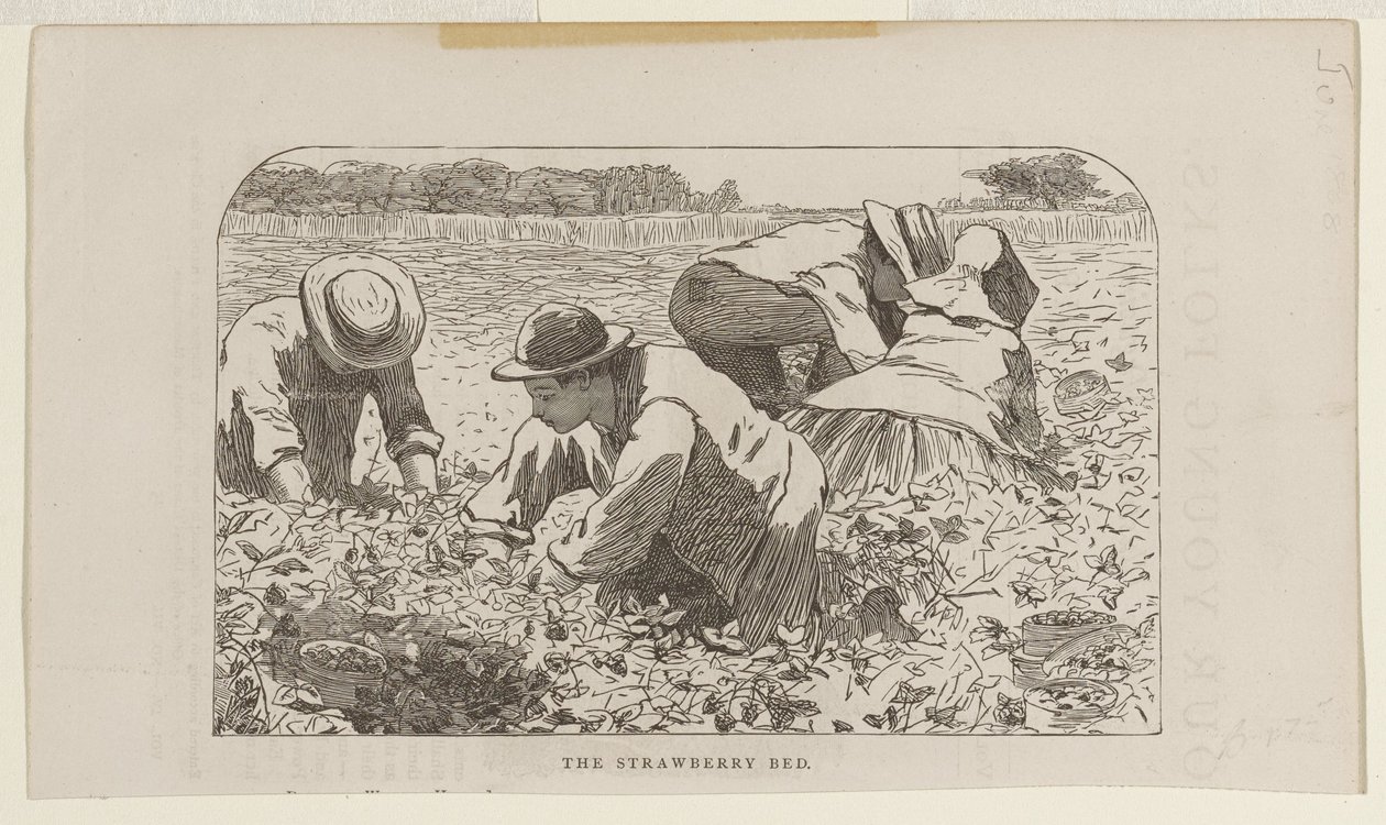 El bancal de fresas de Winslow Homer