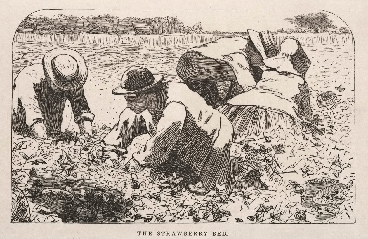 La cama de fresas, 1868 de Winslow Homer