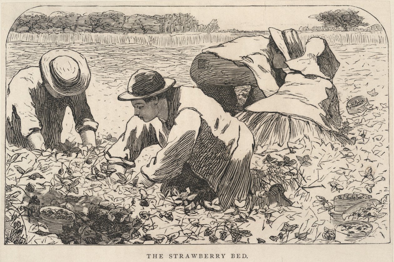 The Strawberry Bed, de Our Young Folks, julio de 1868 de Winslow Homer