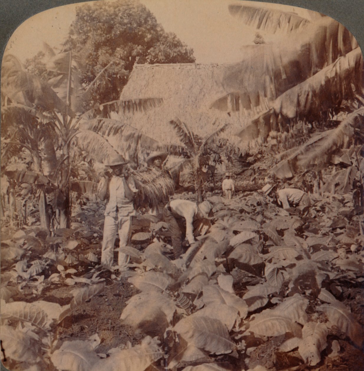 Cortando tabaco - Una plantación típica - Provincia de La Habana, Cuba, 1899 de Works and Sun Sculpture Studios