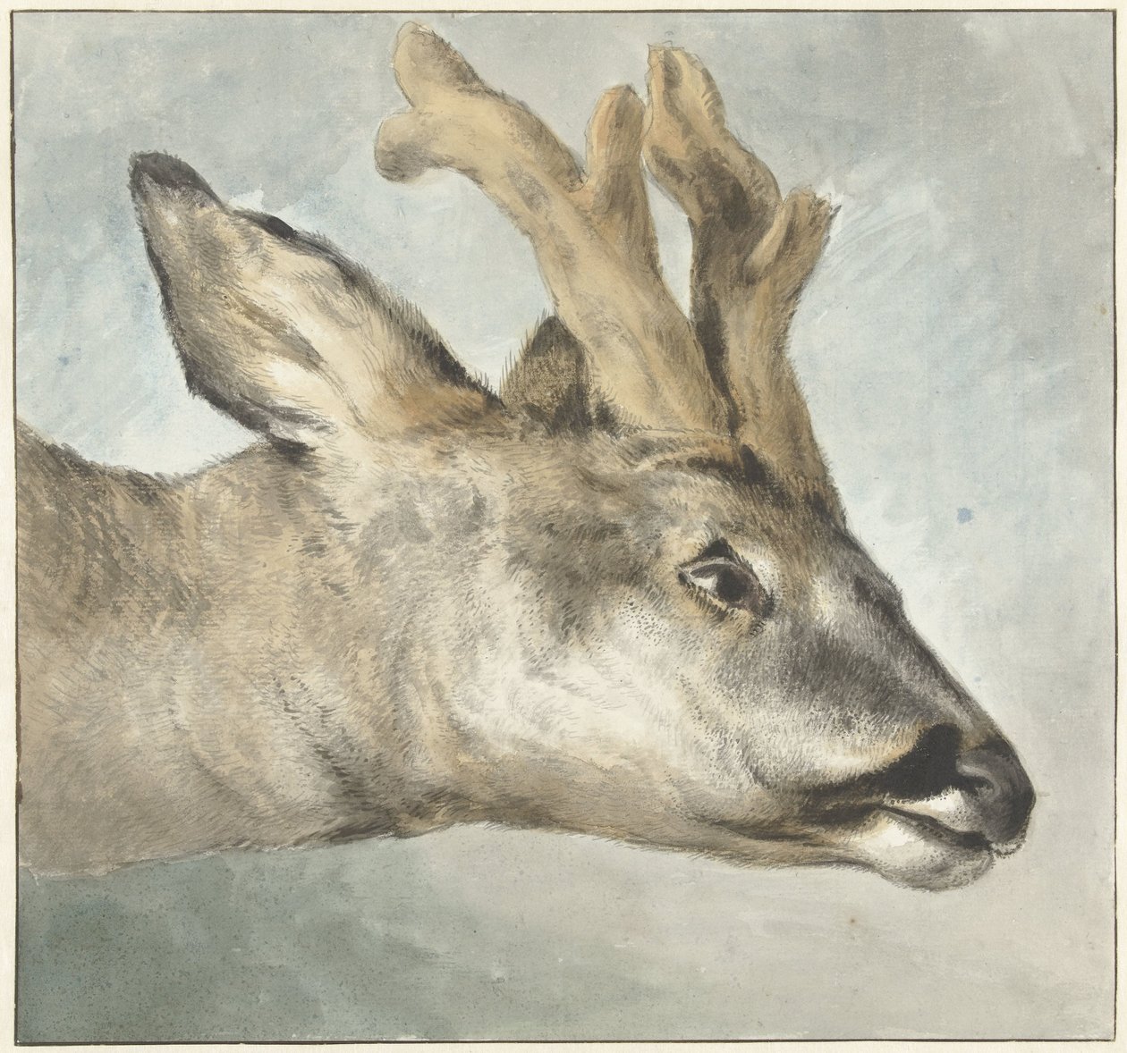 Cabeza de un Roebuck de Wybrand Hendriks