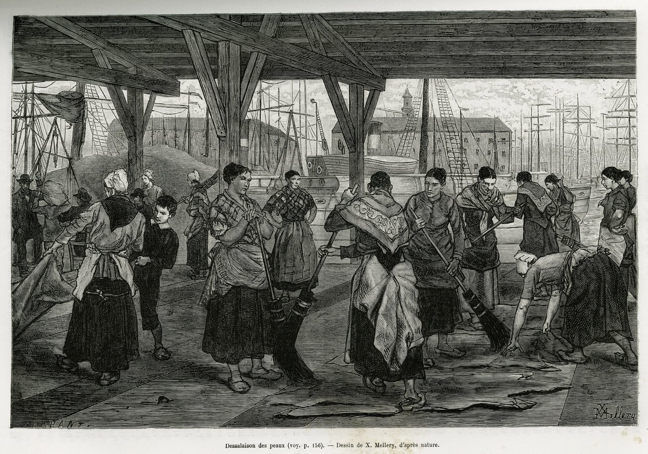 Desalación de las pieles, por mujeres raspando los restos de las bestias estiradas bajo las estructuras de los salones del puerto de Amberes. Grabado por X.Mellery, para ilustrar la historia de Bélgica, por Camille Lemonnier, publicado en el Tour du monde, de Xavier Mellery