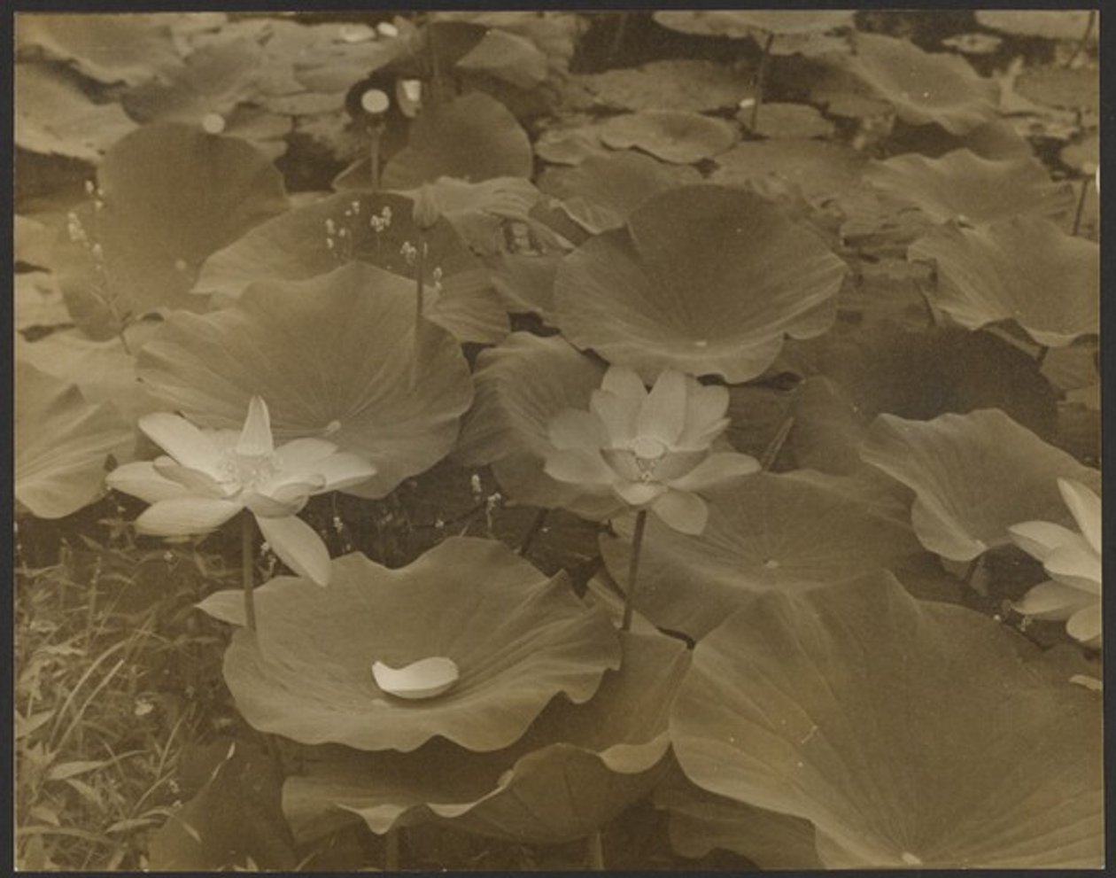 [Lotus]. de Yasuo Kuniyoshi