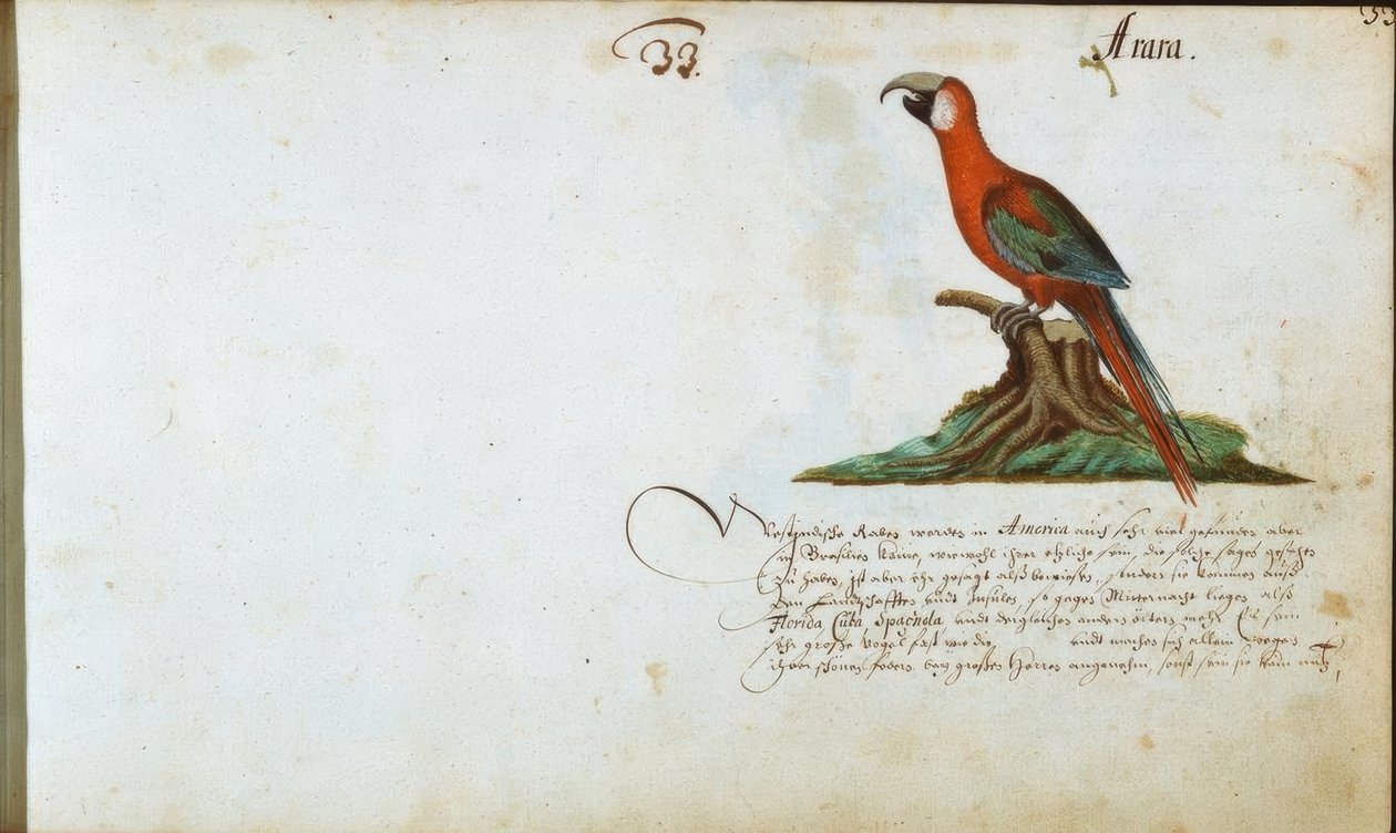 Papagayo de Zacharias Wagner