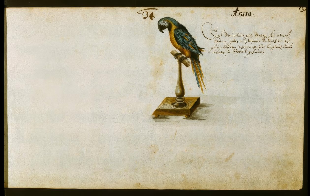 Papagayo de Zacharias Wagner