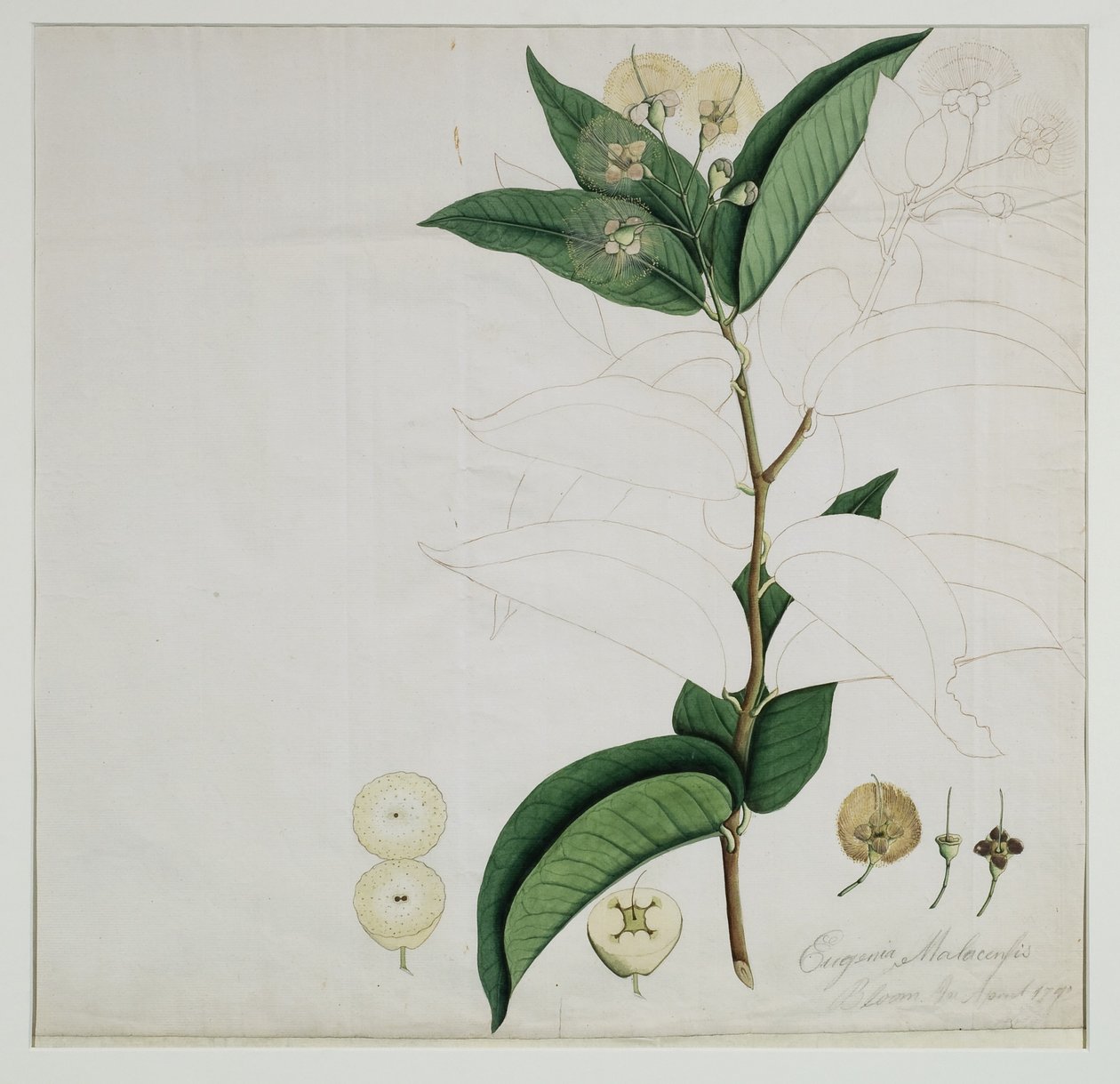 Syzygium aqueum (Burm. f.) Alston (manzana de agua), 1787 de Zayn al Din Zayn al Din