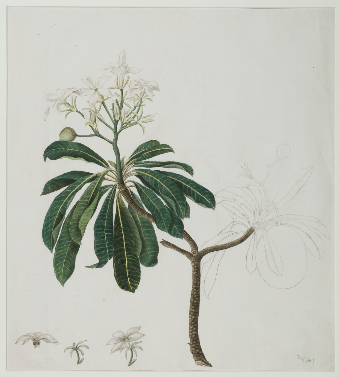 Cerbera manghas L., 1787 de Zayn al Din attr. to Zayn al Din attr. to