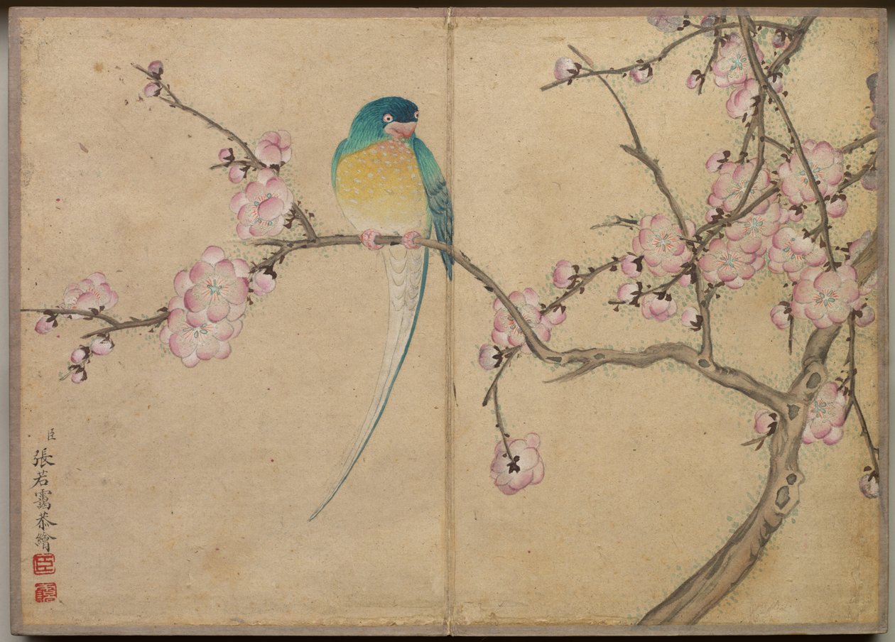 Álbum de escritorio: Pinturas de flores y aves Pájaro con flores de ciruelo, siglo XVIII de Zhang Ruoai