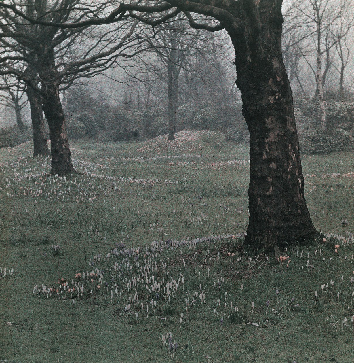 Crocus de Frederick (attr. to) Barnard