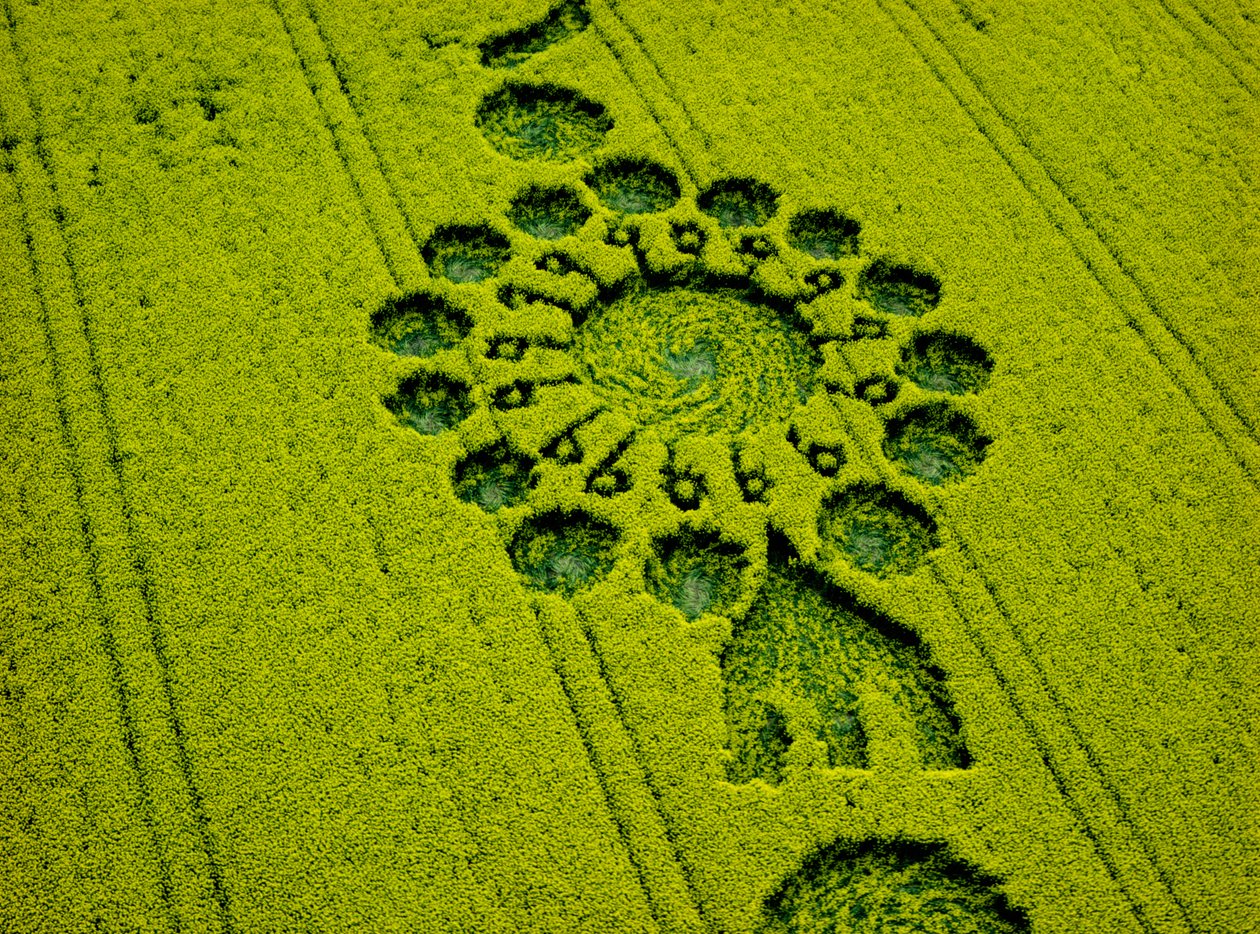 Círculo de cultivo en campo de colza, Milk Hill, Alton Priors, Valle de Pewsey, Wiltshire de Ferdinand Georg Waldmuller