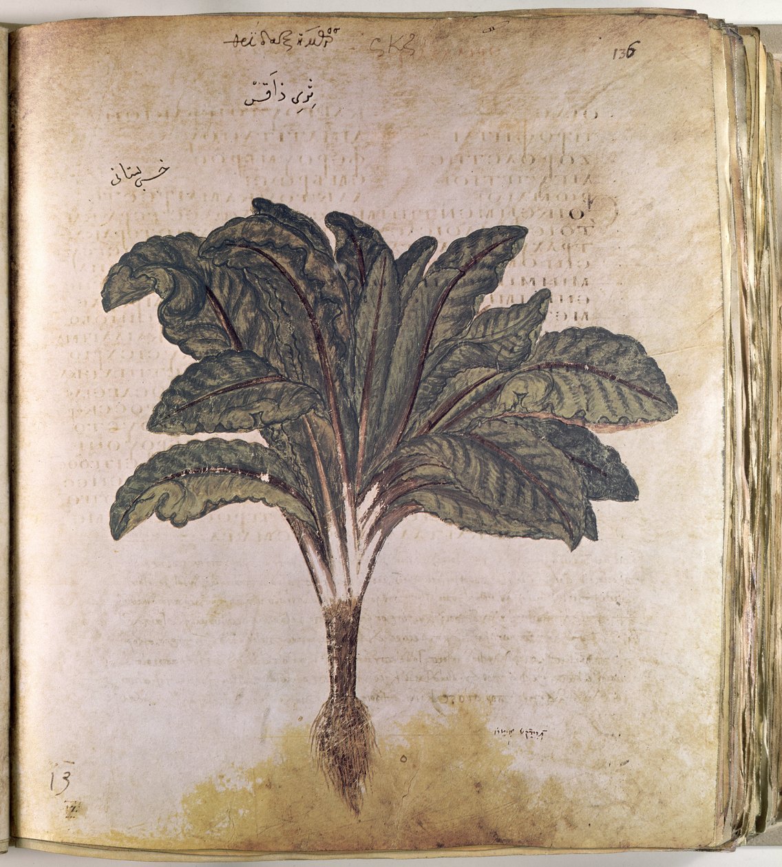 Herbales Lechuga de Ferdinand Georg Waldmuller