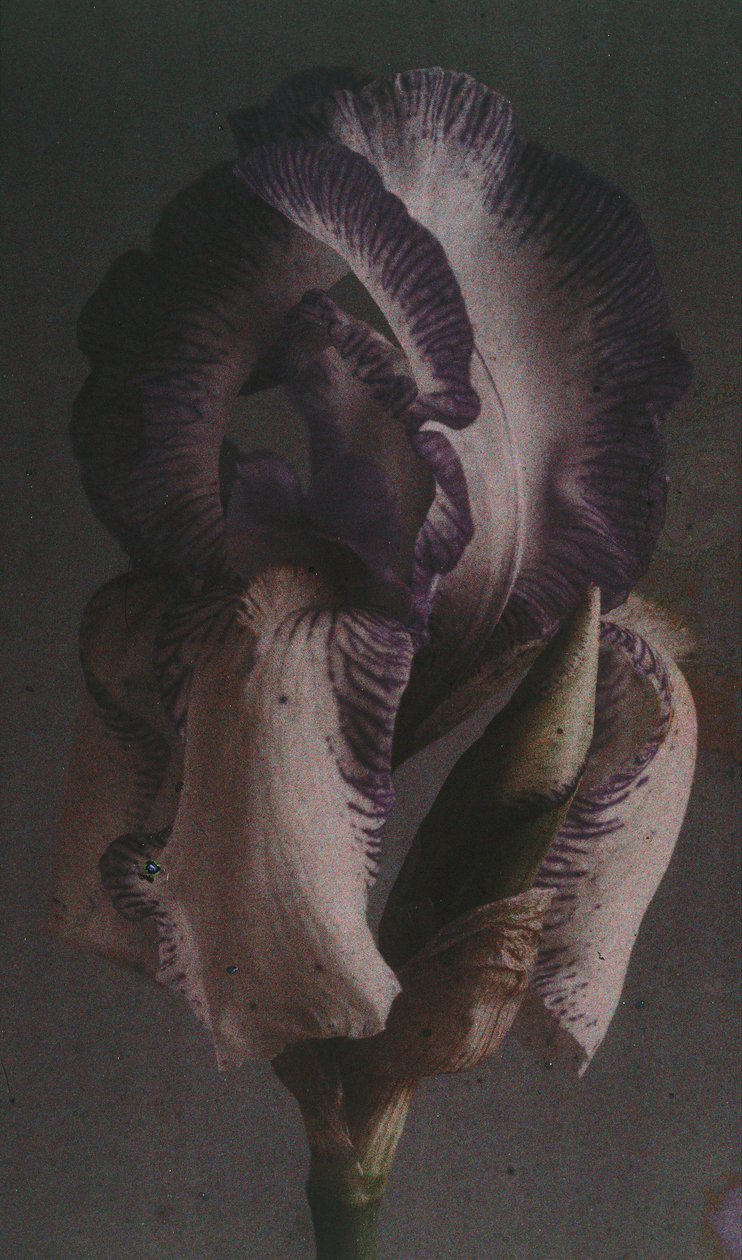 Iris germánico de Frederick (attr. to) Barnard