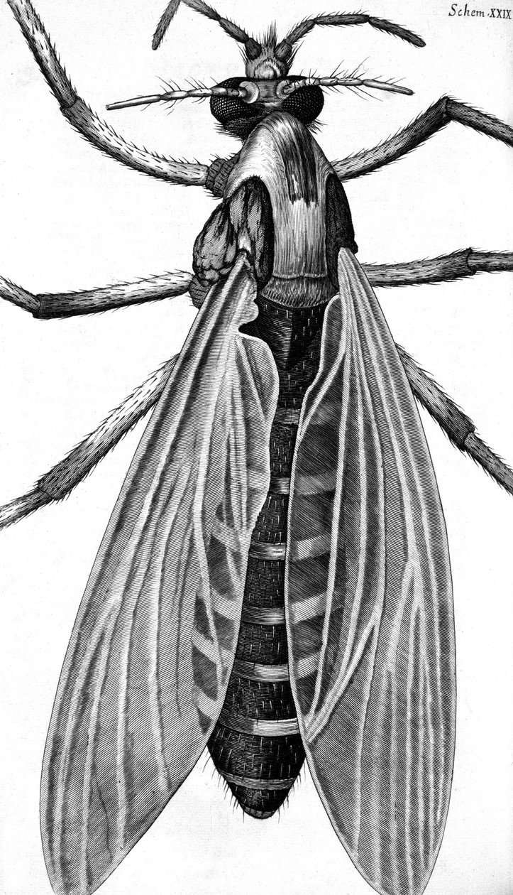 Microscopía de Frederick (attr. to) Barnard