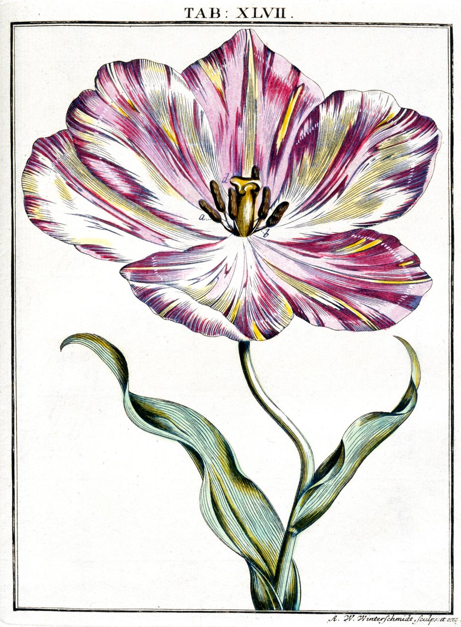 Microscopía de Frederick (attr. to) Barnard