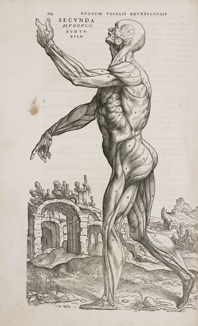Músculos Vista lateral de los músculos superficiales del cuerpo humano masculino de Frederick (attr. to) Barnard