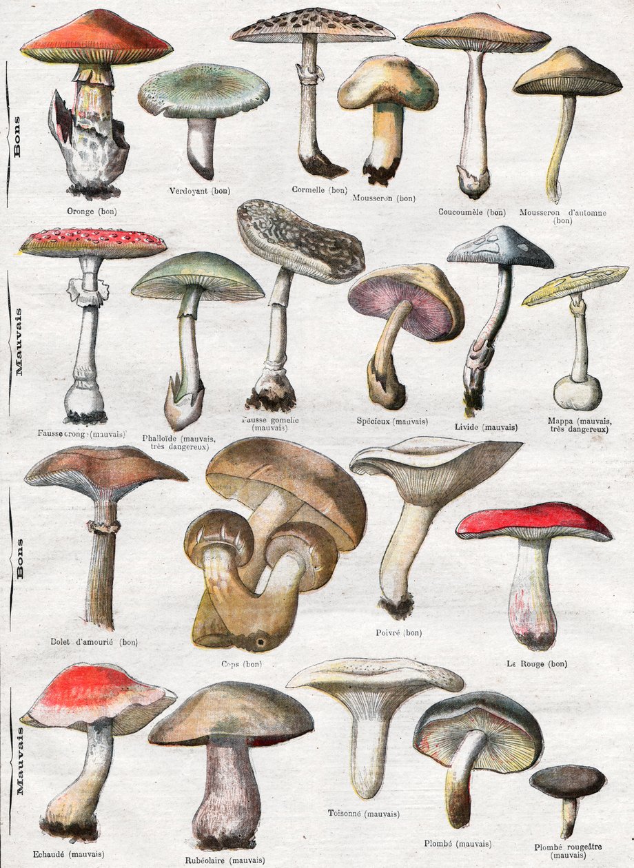 Hongos de . .