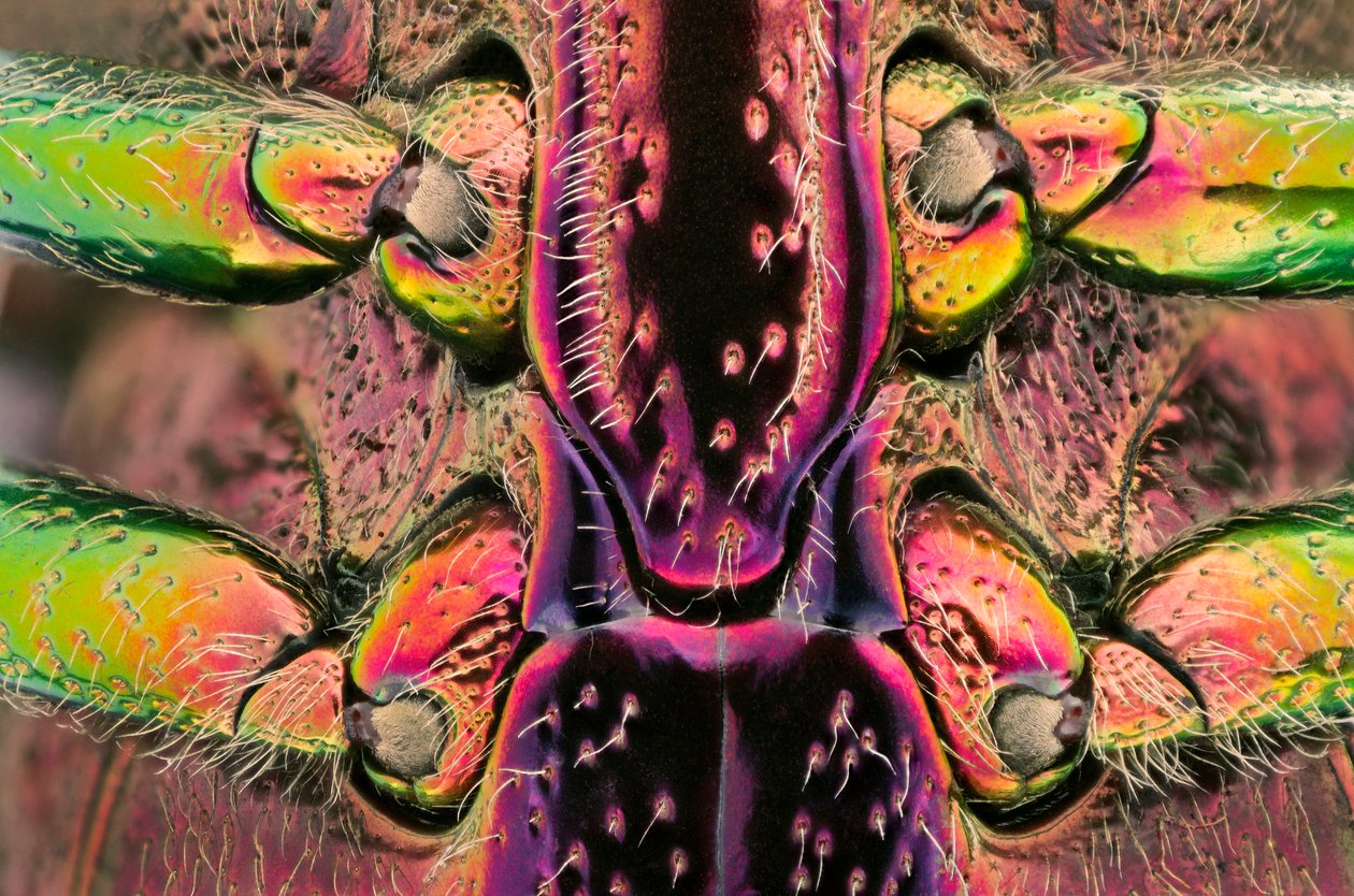 Polybothris quadricollis de Madagascar. Detalle del abdomen (macrofotografía) de John Pardon