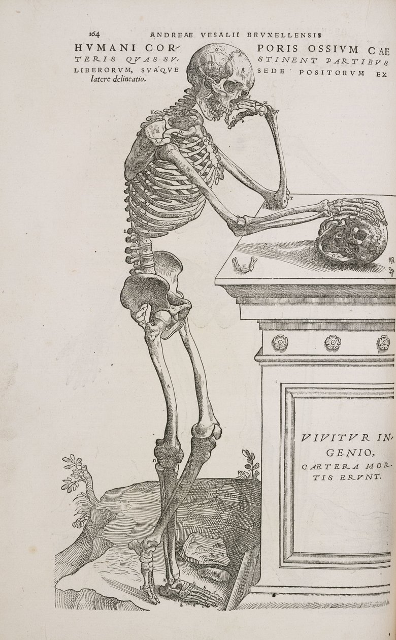 Esqueletos Un esqueleto humano articulado visto de lado de Frederick (attr. to) Barnard