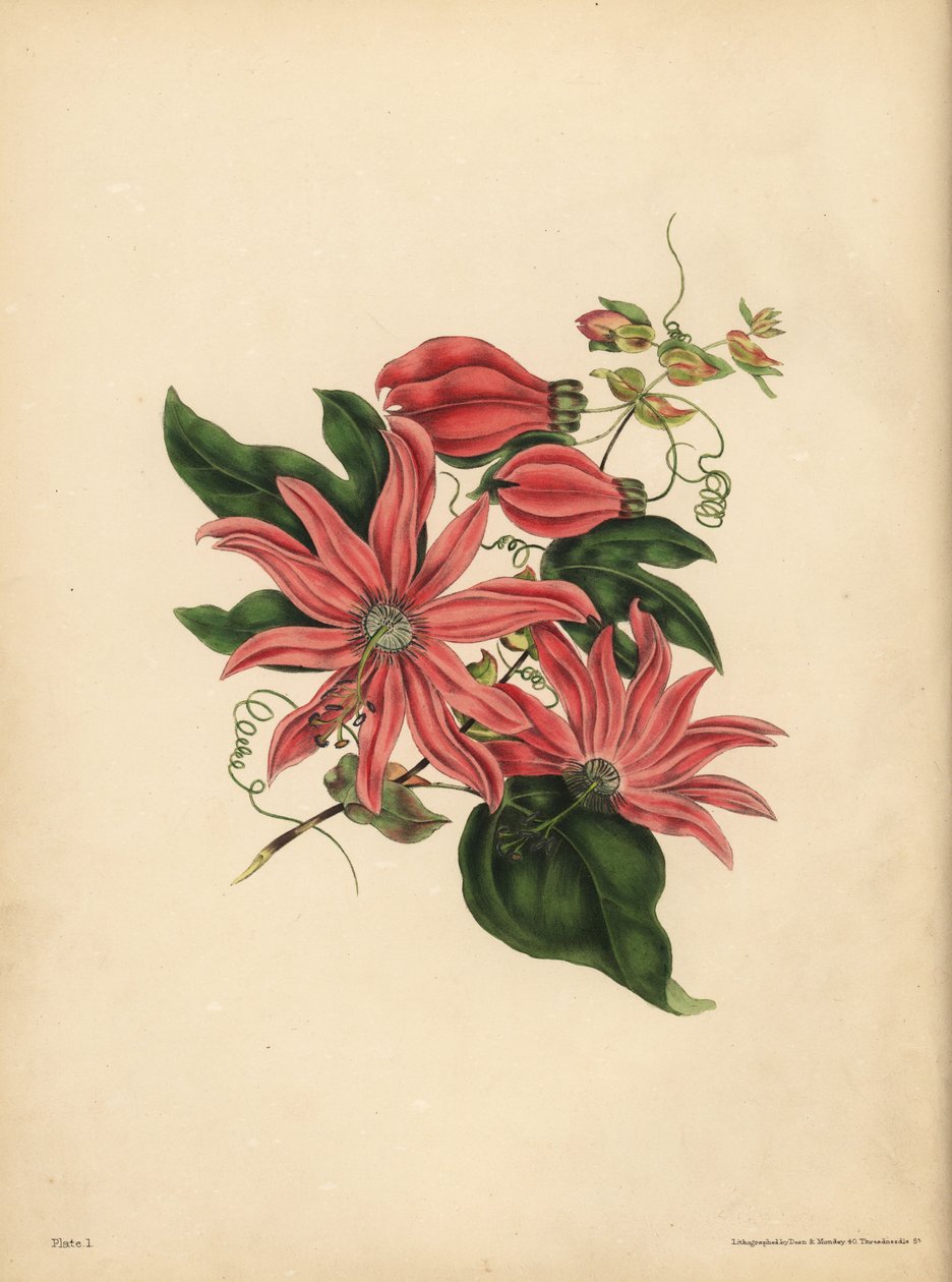 La pasionaria racemosa, Passiflora racemosa, Superstición religiosa de John Pardon