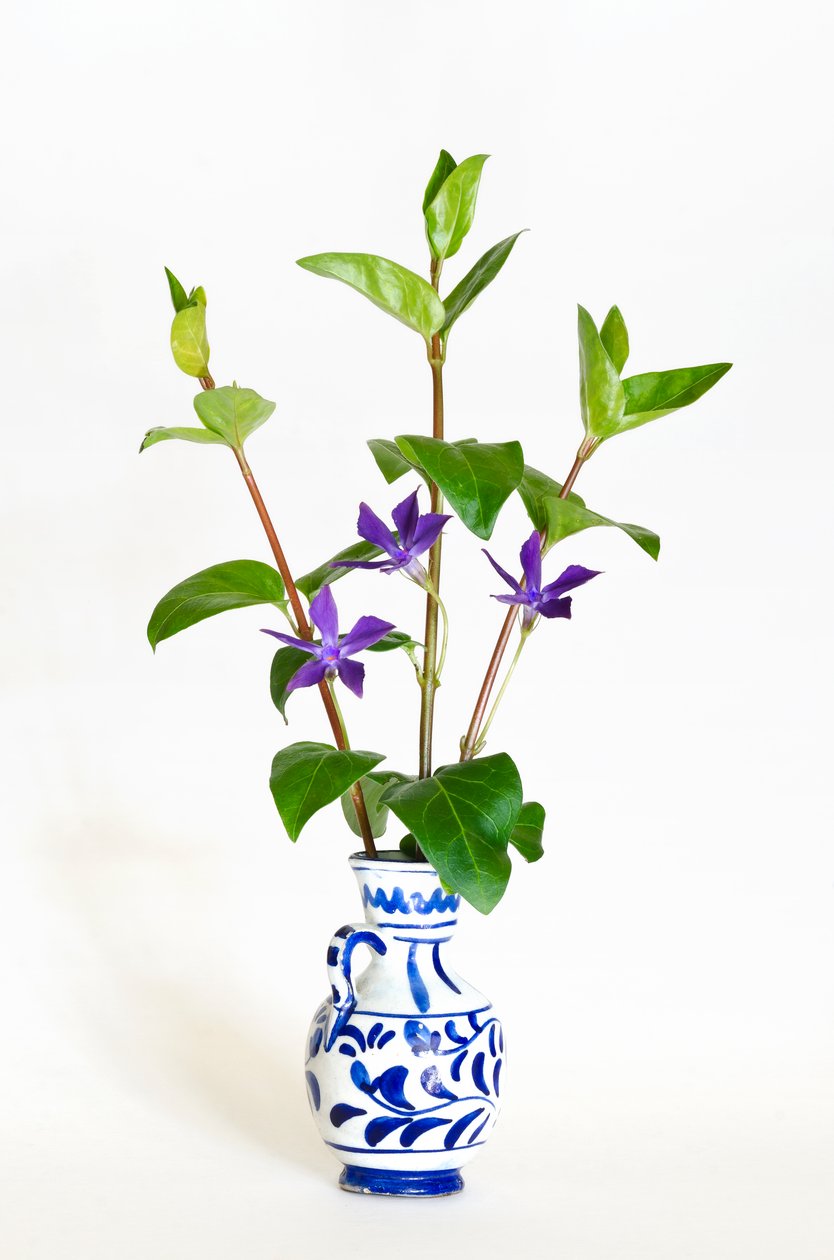 Tres tallos de vincapervinca mayor (Vinca major) floreciendo en un jarrón de . .