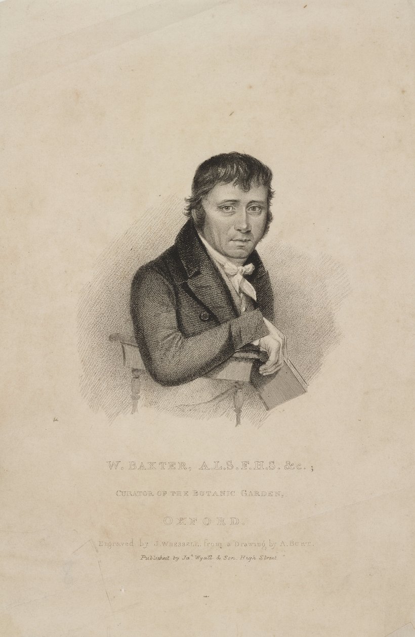 William Baxter, ALS FHS, botánico británico, c 1820s de Frederick (attr. to) Barnard