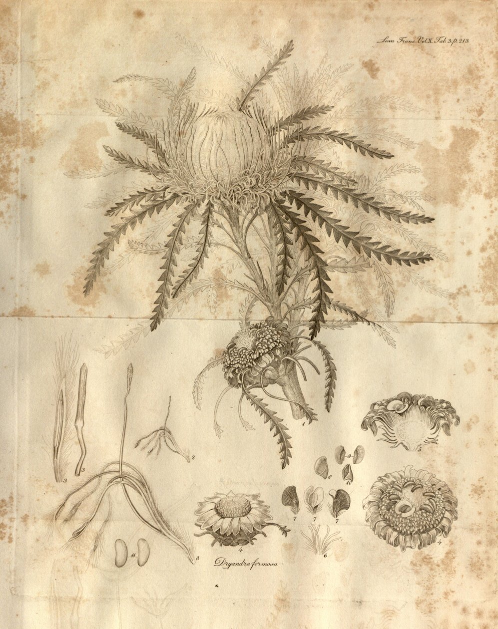 Esta es la Placa 3 del Volumen 10 de las Transacciones de la Sociedad Linneana de Londres, publicada en 1811. La planta representada es Dryandra formosa (ahora Banksia formosa) de Various