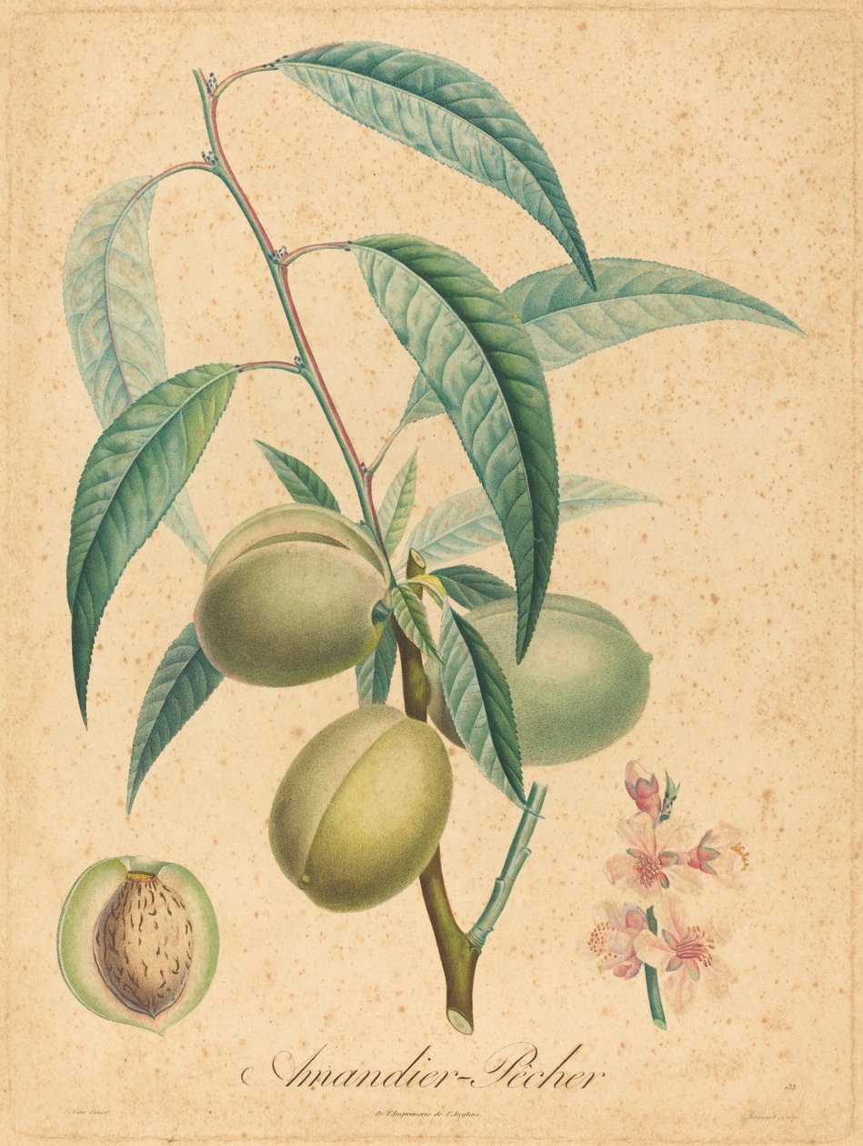 Almendro - Melocotonero de after A. Poiteau