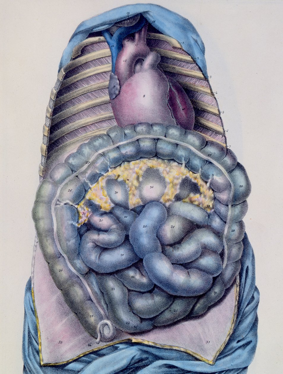 Anatomía del intestino grueso, de Manuel d