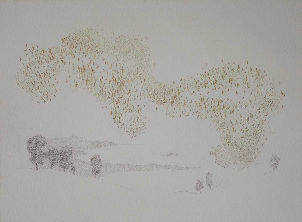 Aves del sol de angus hampel