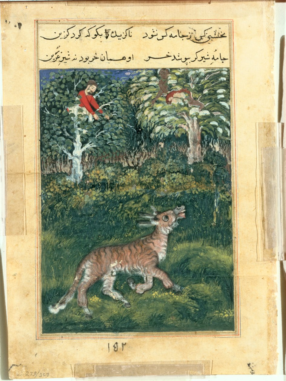 El burro, con piel de tigre, revela su identidad al rebuznar en voz alta, de un Tuti-nama (Cuentos de un Loro): Trigésima primera noche de attributed to Basavana