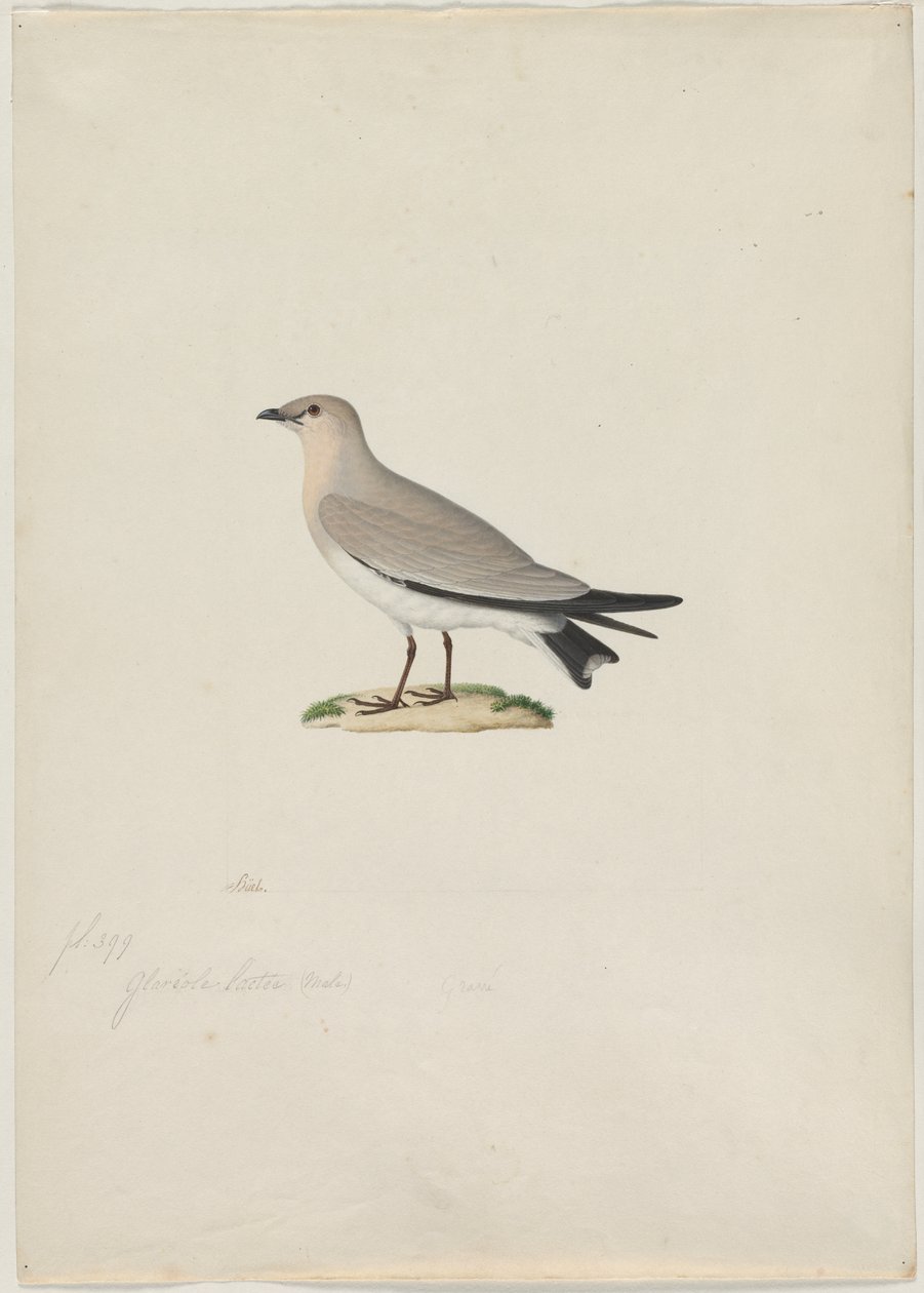 Small Pratincole (Glareola lactea) de attributed to Paul Hüet