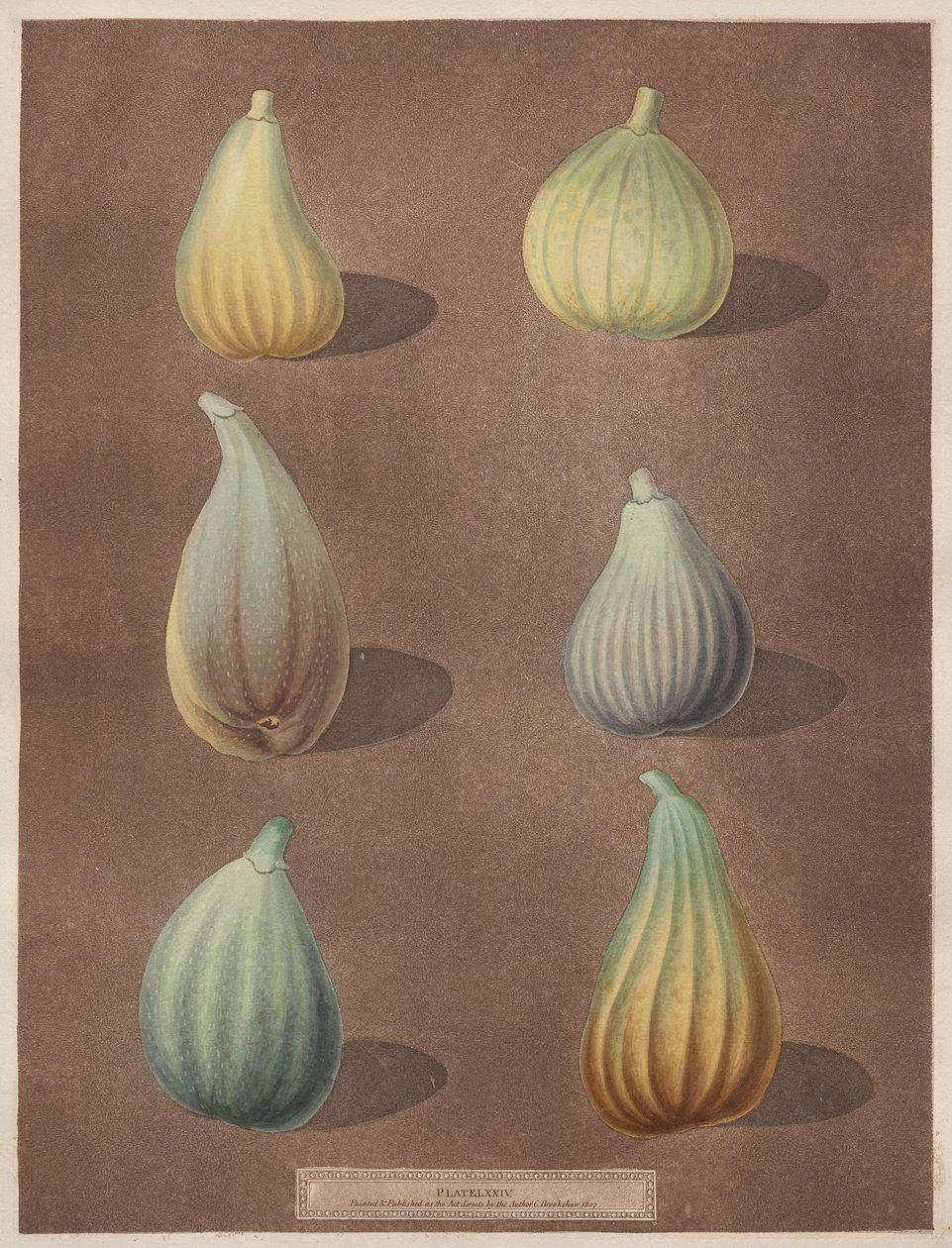 Pomona Britannica: No. 74 - Higos de attributed to Richard Brookshaw