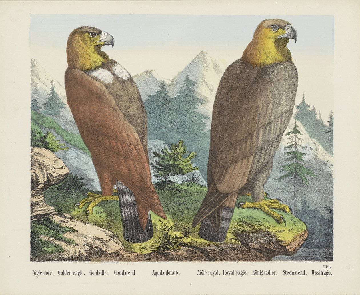Águila doré. / Águila dorada. / Goldadler. / Goudarend. / Aquila dorado. / Águila real. / Águila real. / Königsadler. / Steenarend. / Ossifrago (título sobre objeto) de firma Joseph Scholz
