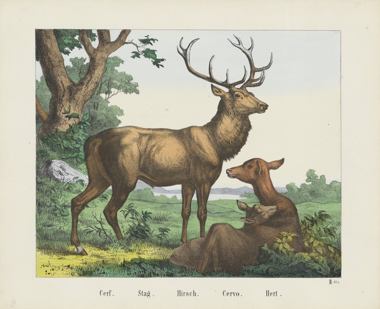 Cerf. / Ciervo. / Hirsch. / Cervo. / Hert (título sobre objeto) de firma Joseph Scholz