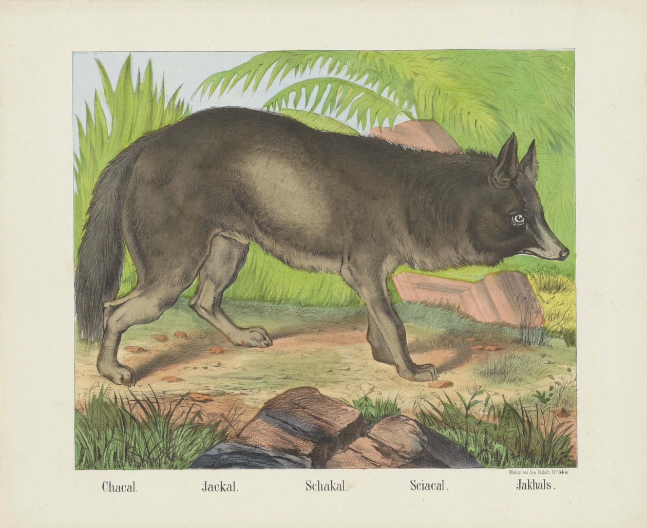 Chacal. / Chacal. / Schakal. / Sciacal. / Jakhals (título en el objeto) de firma Joseph Scholz