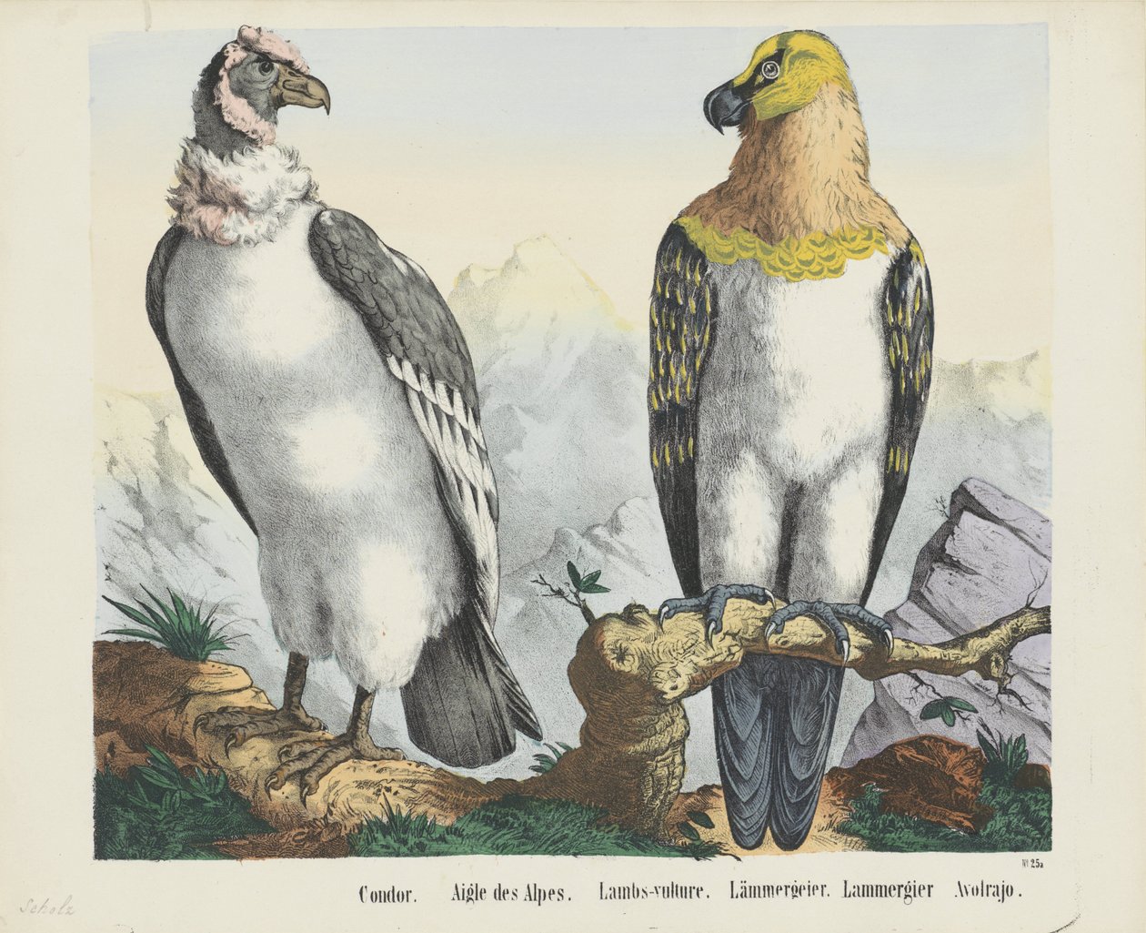 Cóndor. / Águila de los Alpes. / Corderos-buitre. / cordero buitre. / Lammergier / Avolrajo (título sobre objeto) de firma Joseph Scholz