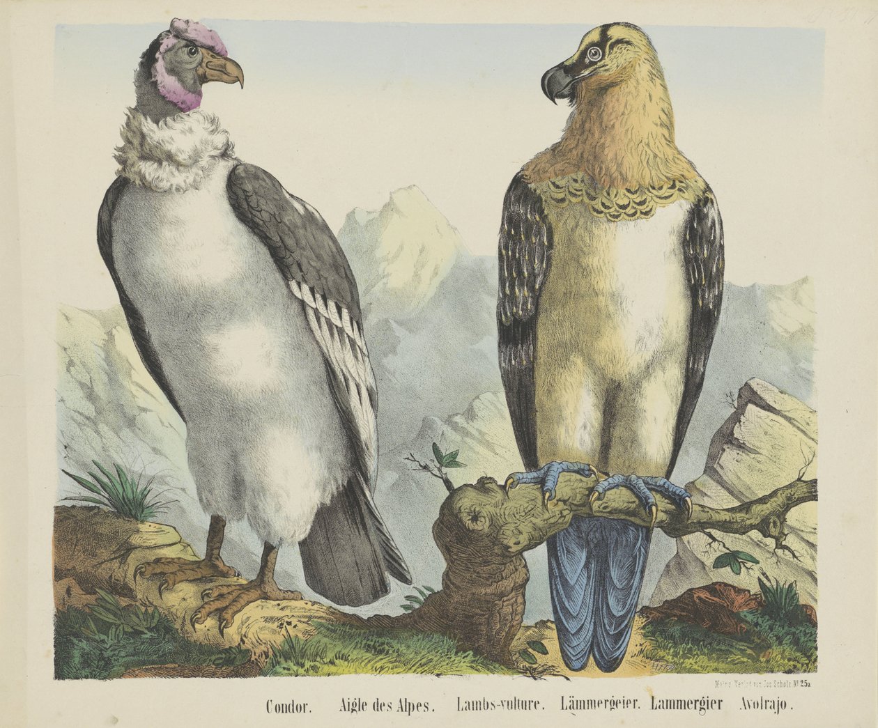 Cóndor. / Águila de los Alpes. / Corderos-buitre. / cordero buitre. / Lammergier / Avolrajo (título sobre objeto) de firma Joseph Scholz