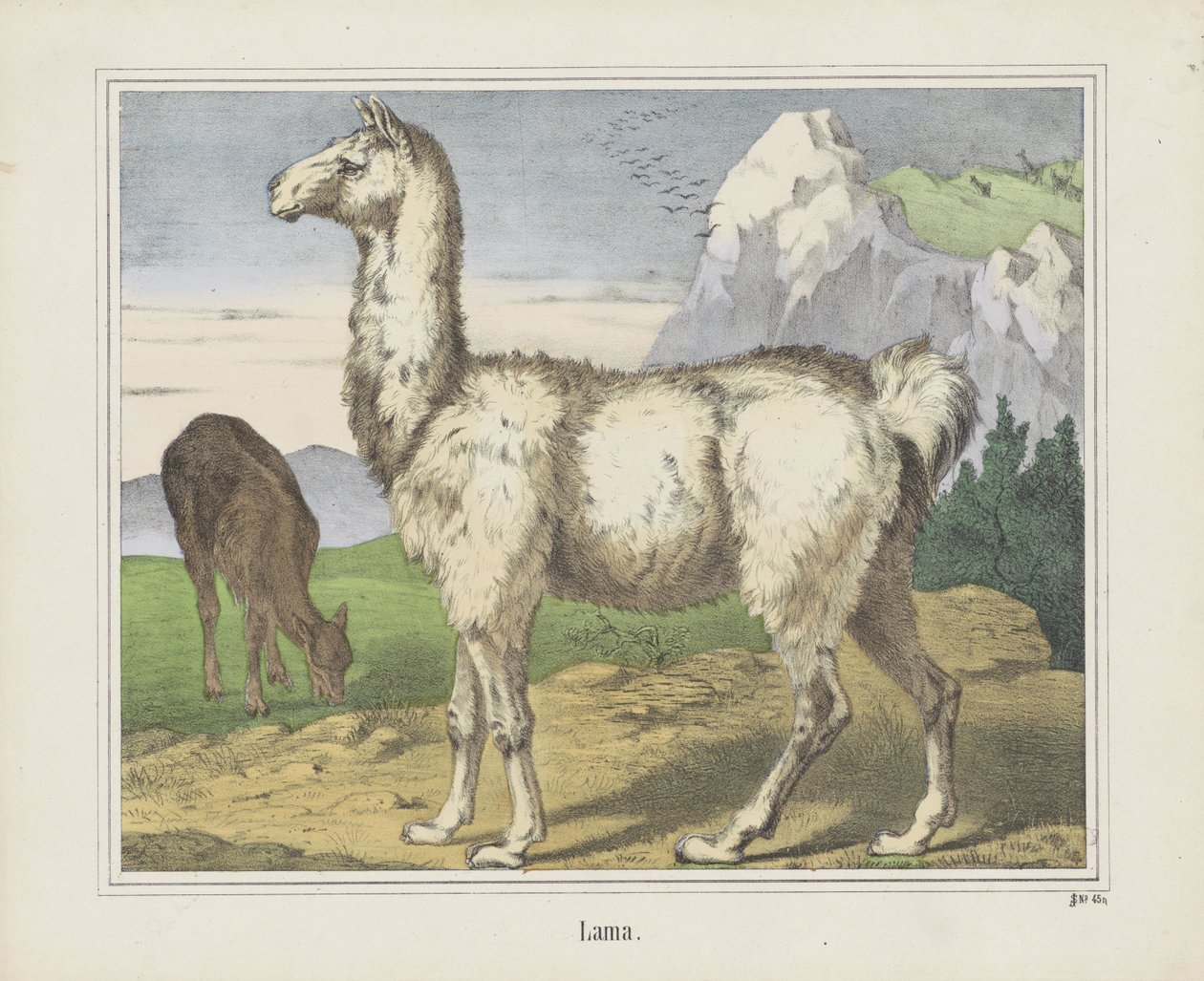 Lama (título sobre objeto) de firma Joseph Scholz