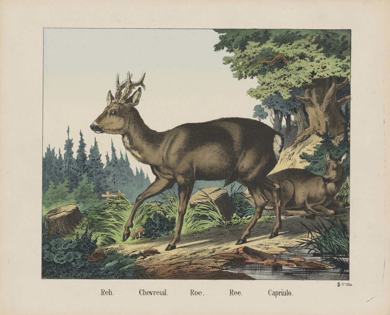 Reh. / Chevreuil. / hueva. /Ree. / Capriulo (título sobre objeto) de firma Joseph Scholz