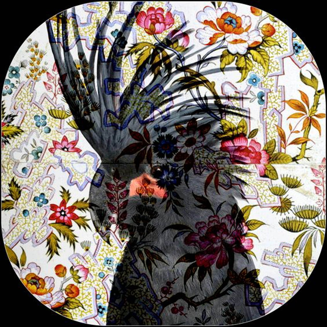 Black Parrot, 2017 (fotografía) de linda arthurs