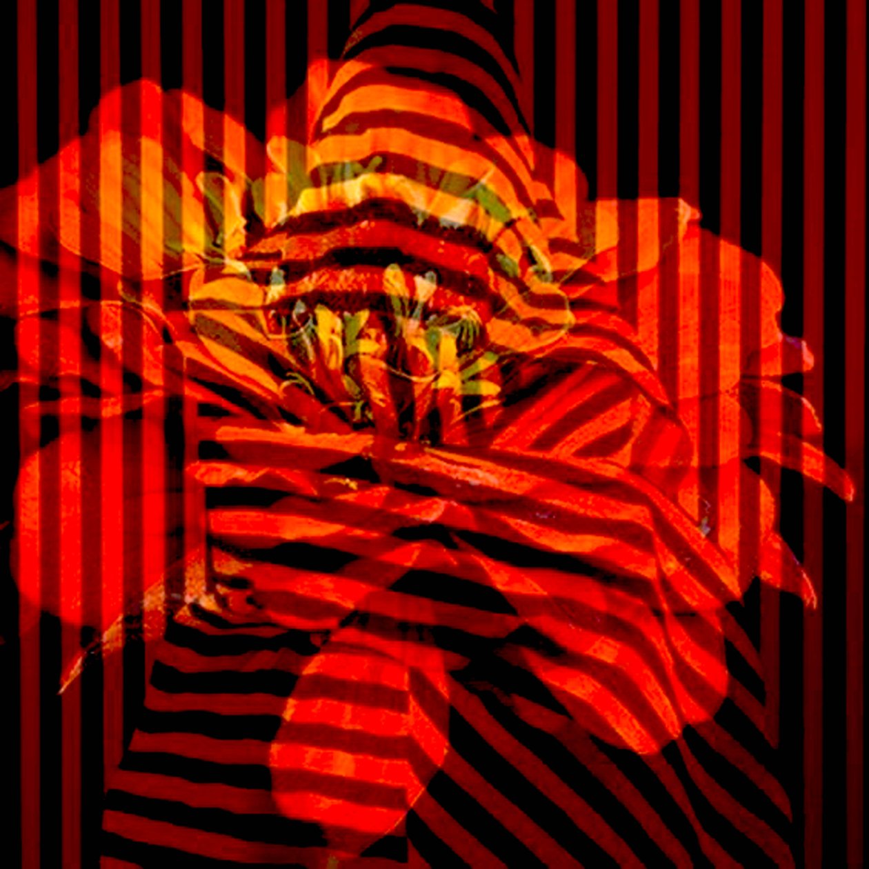 Collage de flores, 2017 (fotografía) de linda arthurs