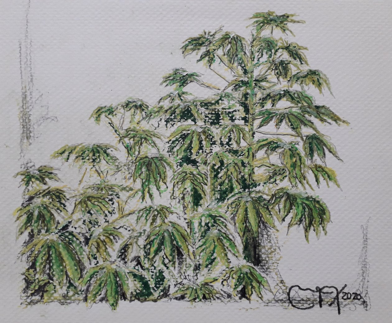 Planta de Yuca de miguelmendez_art.ve