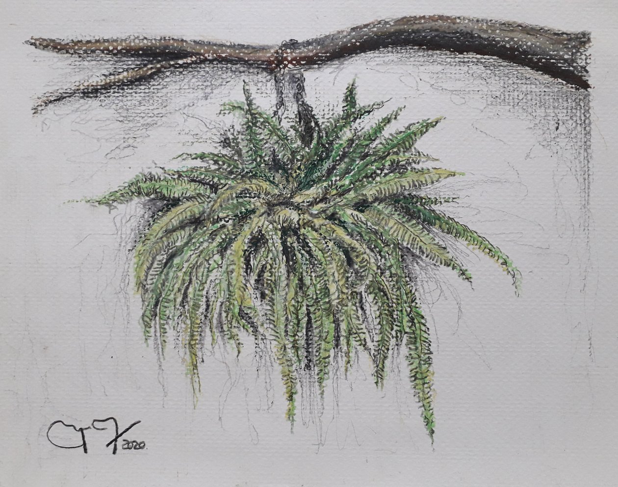 Planta Ornamental - Helecho de miguelmendez_art.ve