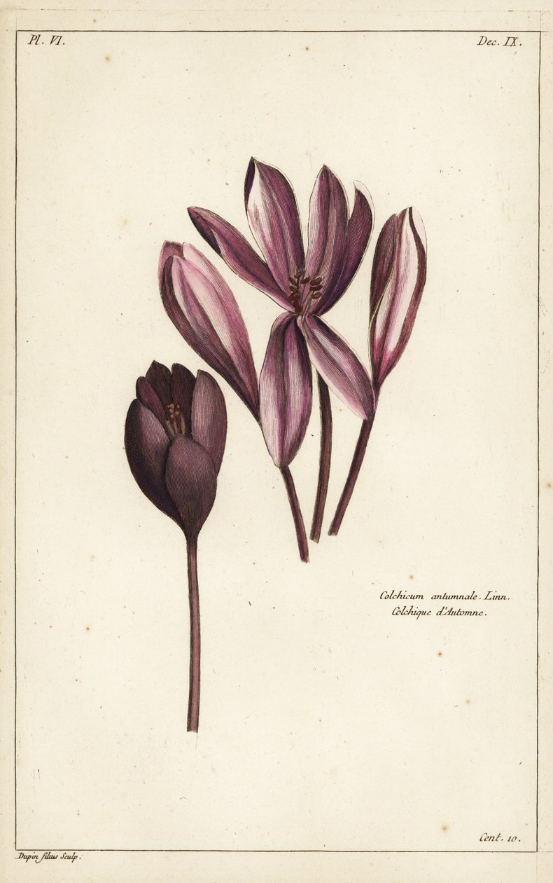 Crocus de otoño, azafrán de pradera o damas desnudas, Colchicum autumnale, Linn de the Younger Dupin