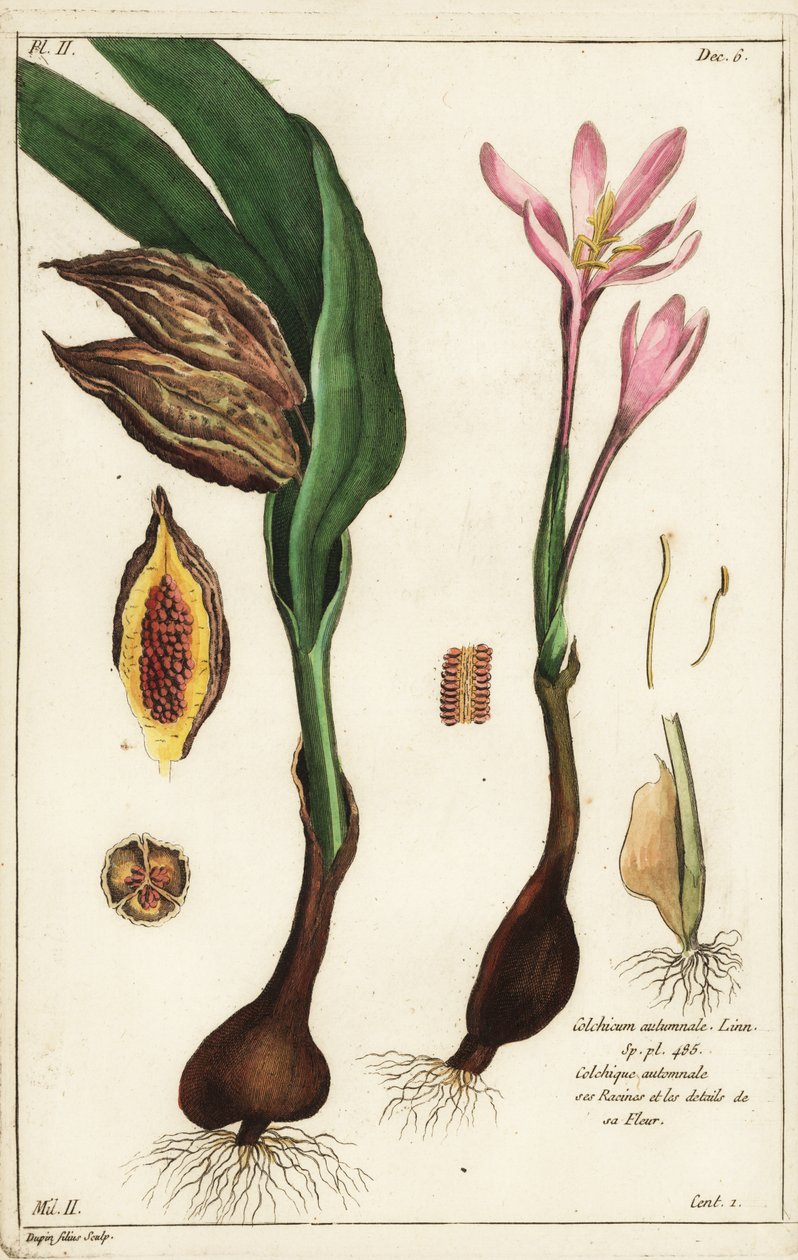 Azafrán de otoño, Colchicum autumnale, Linn de the Younger Dupin