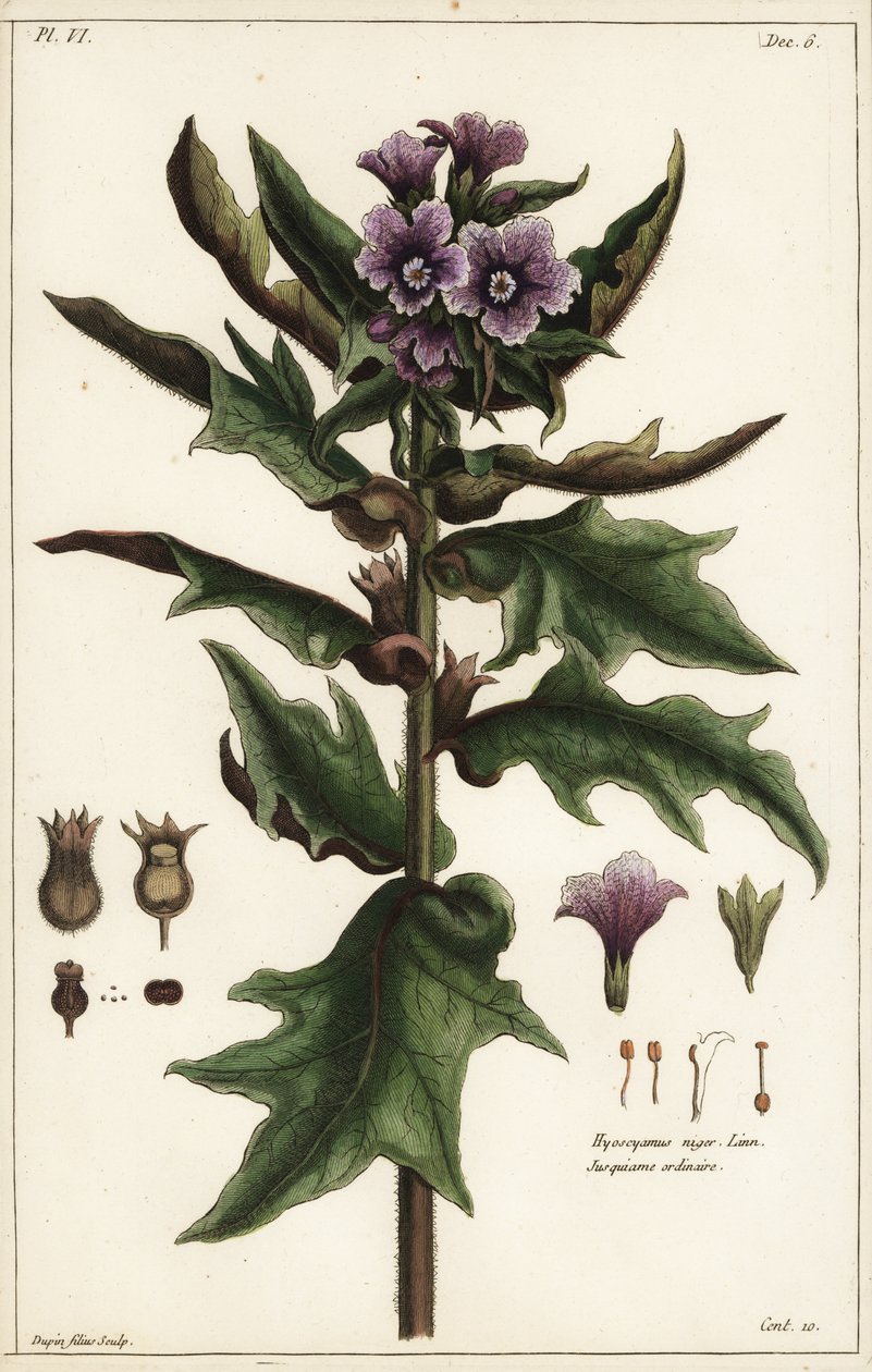 Beleño negro, jusquiame noire, Hyoscyamus niger Linn de the Younger Dupin