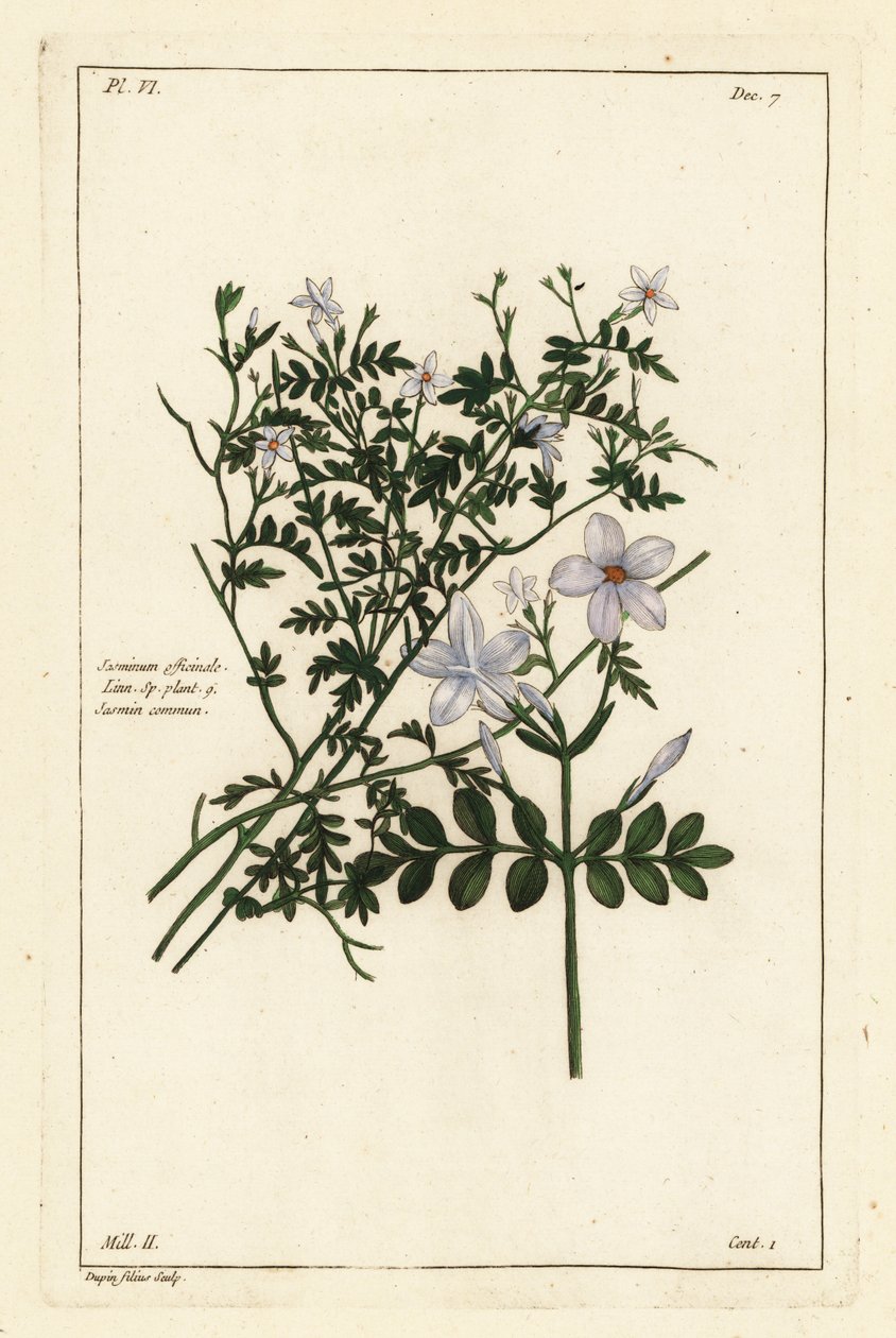 Jazmín común, Jasminum officinale, Linn de the Younger Dupin