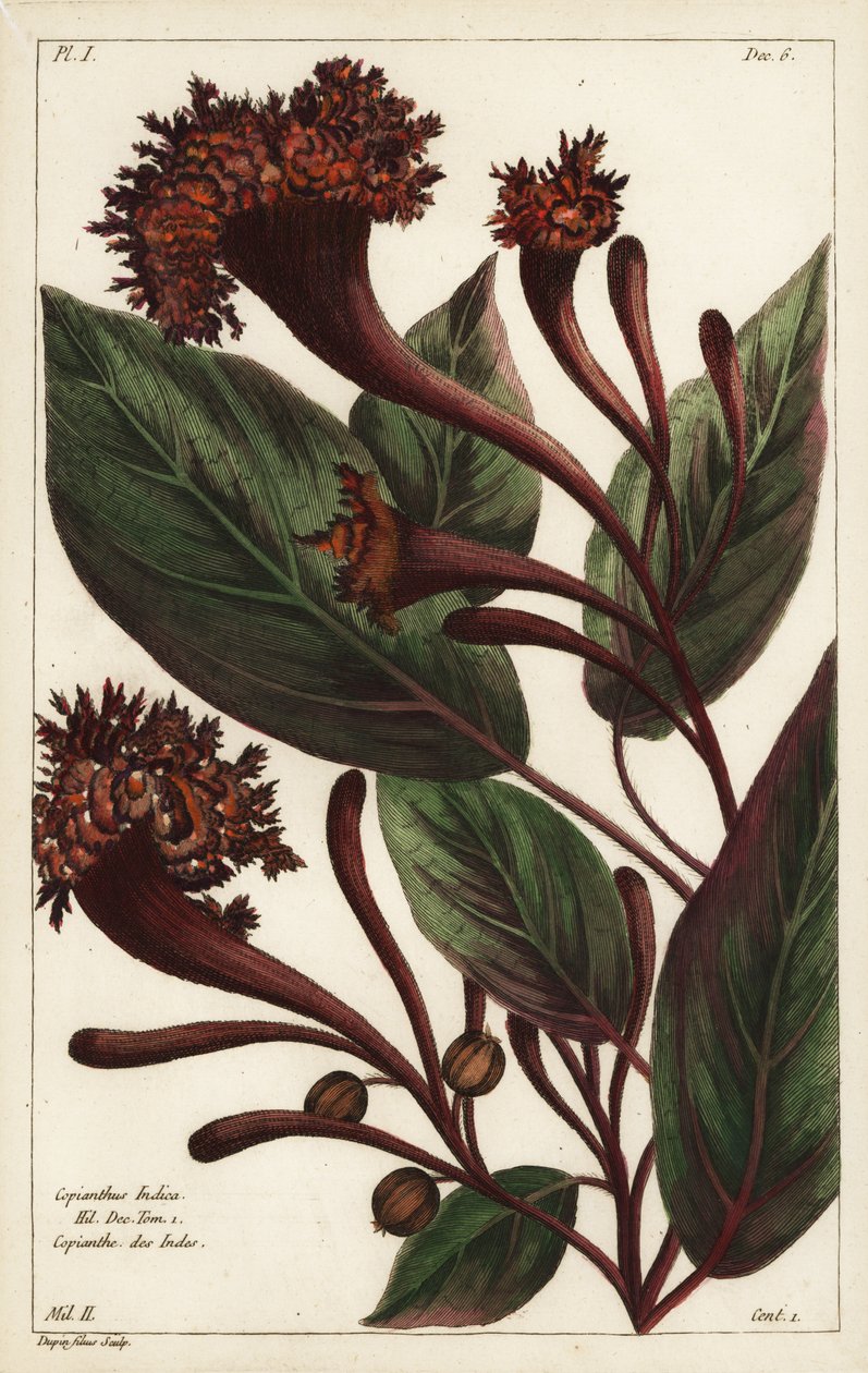 Arbusto cornucopiano, Copianthus indica, Hil de the Younger Dupin