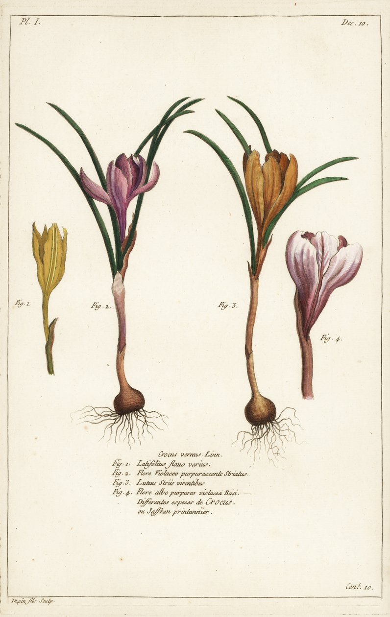 Diferentes especies de azafrán de primavera, Crocus vernus, Linn de the Younger Dupin