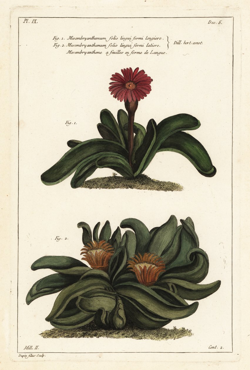 Planta de cuerno de alce, Rhombophyllum dolabriforme (Mesembryanthemum dolabriforme) de the Younger Dupin